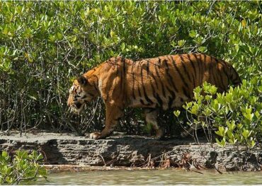 Sundarban