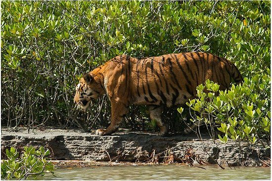 Sundarban